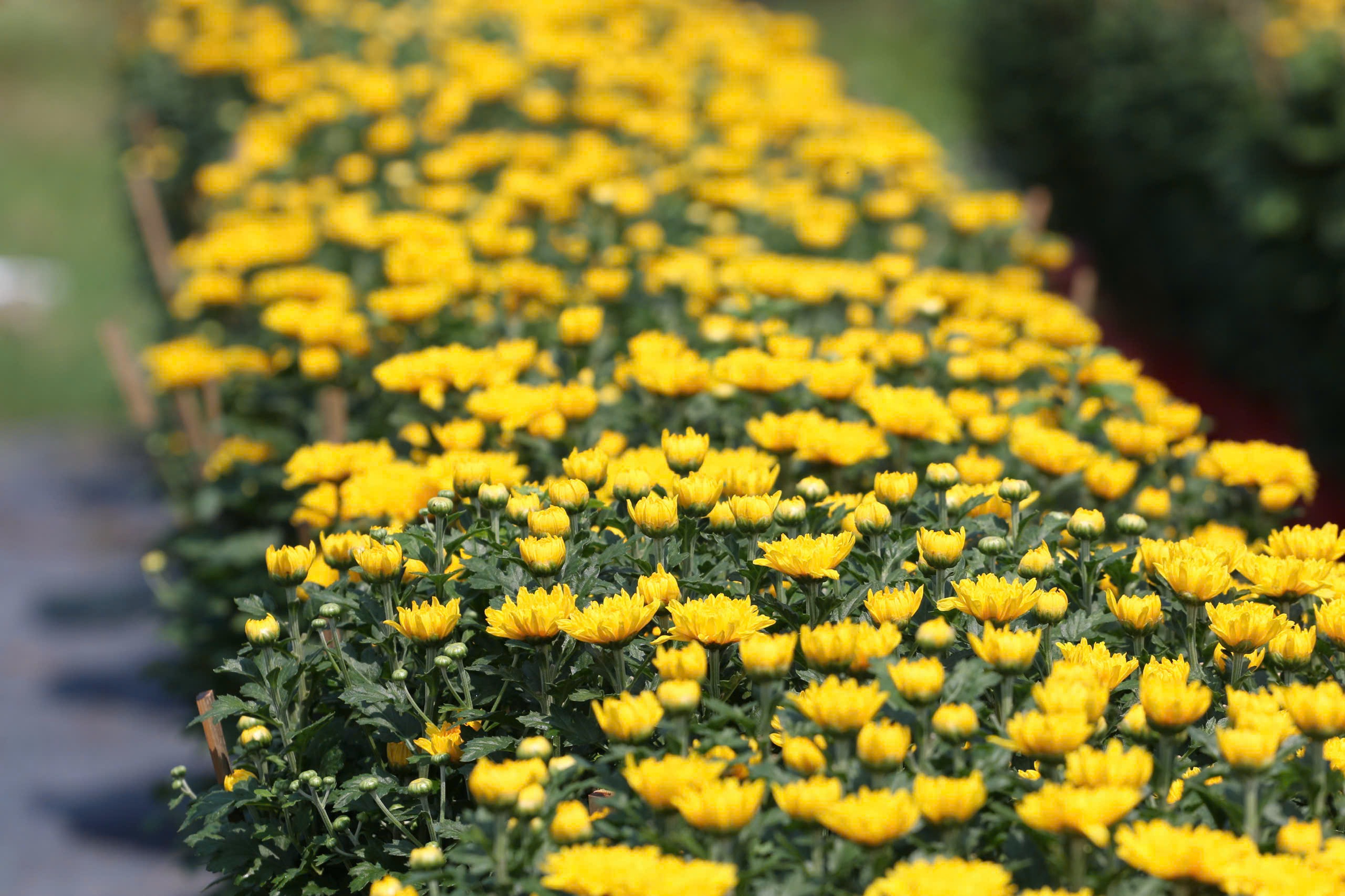 Nh&agrave; vườn Tp.HCM tất bật "chăm hoa, đ&oacute;n xu&acirc;n"- Ảnh 4.