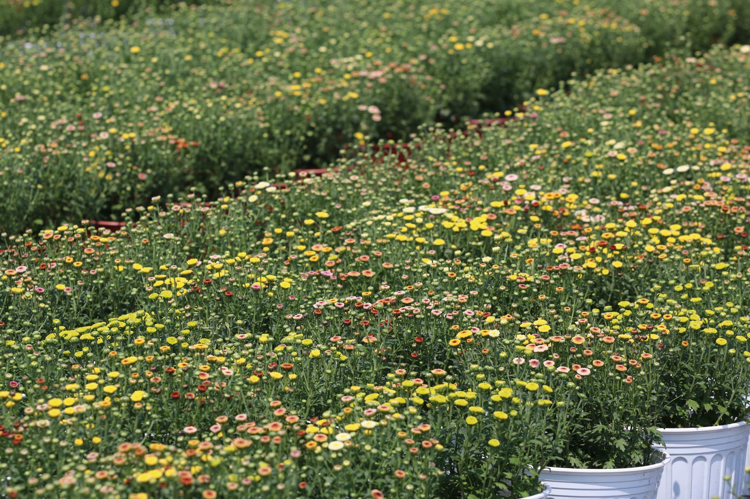 Nh&agrave; vườn Tp.HCM tất bật "chăm hoa, đ&oacute;n xu&acirc;n"- Ảnh 5.