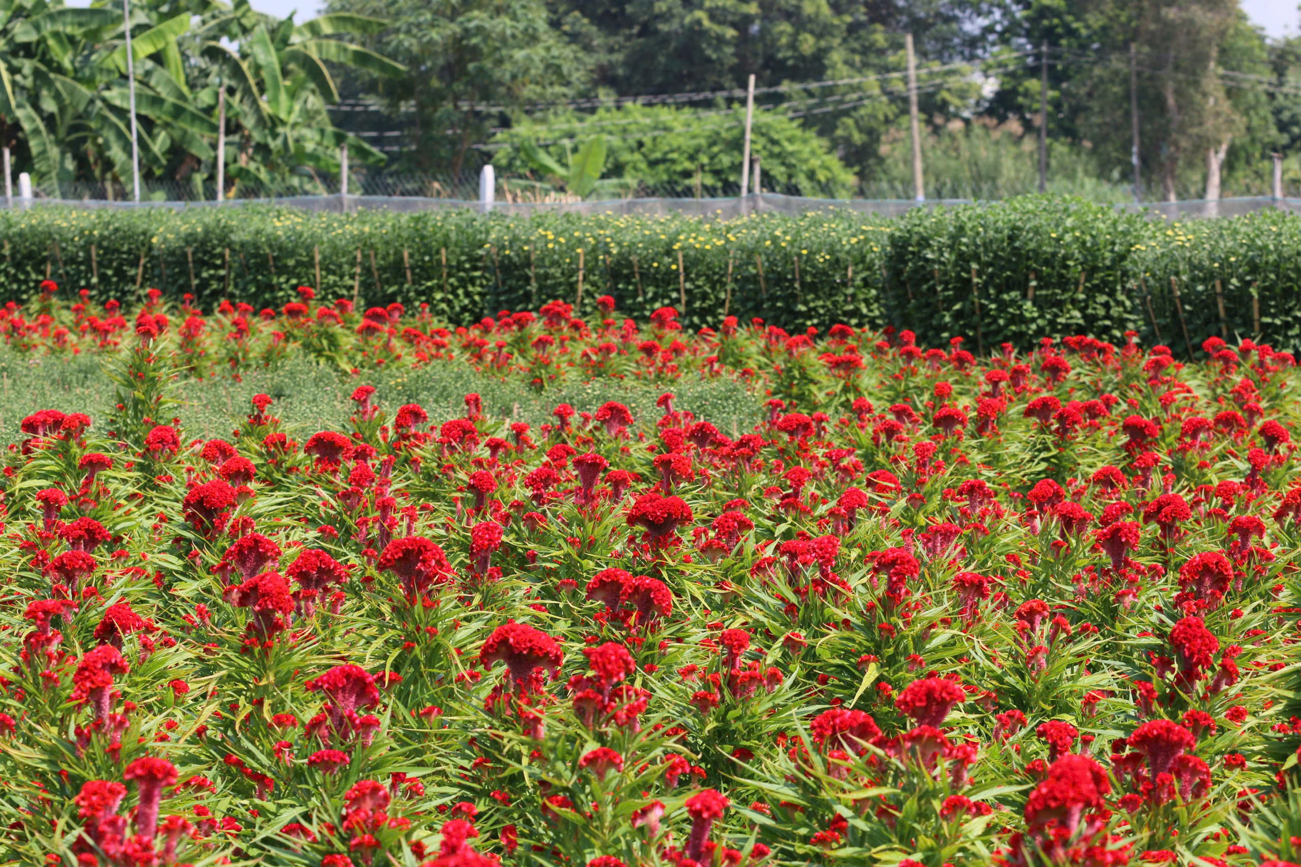 Nh&agrave; vườn Tp.HCM tất bật "chăm hoa, đ&oacute;n xu&acirc;n"- Ảnh 6.