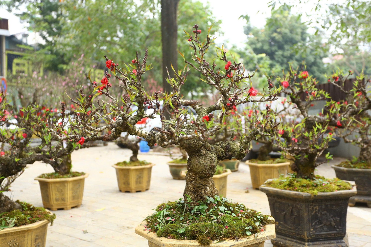 Đào thất thốn xuống phố có giá hàng trăm triệu, phục vụ chơi tết Bính Ngọ - Ảnh 1.