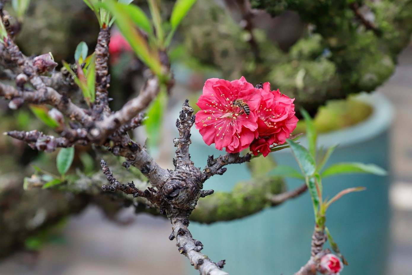 Đào thất thốn xuống phố có giá hàng trăm triệu, phục vụ chơi tết Bính Ngọ - Ảnh 7.