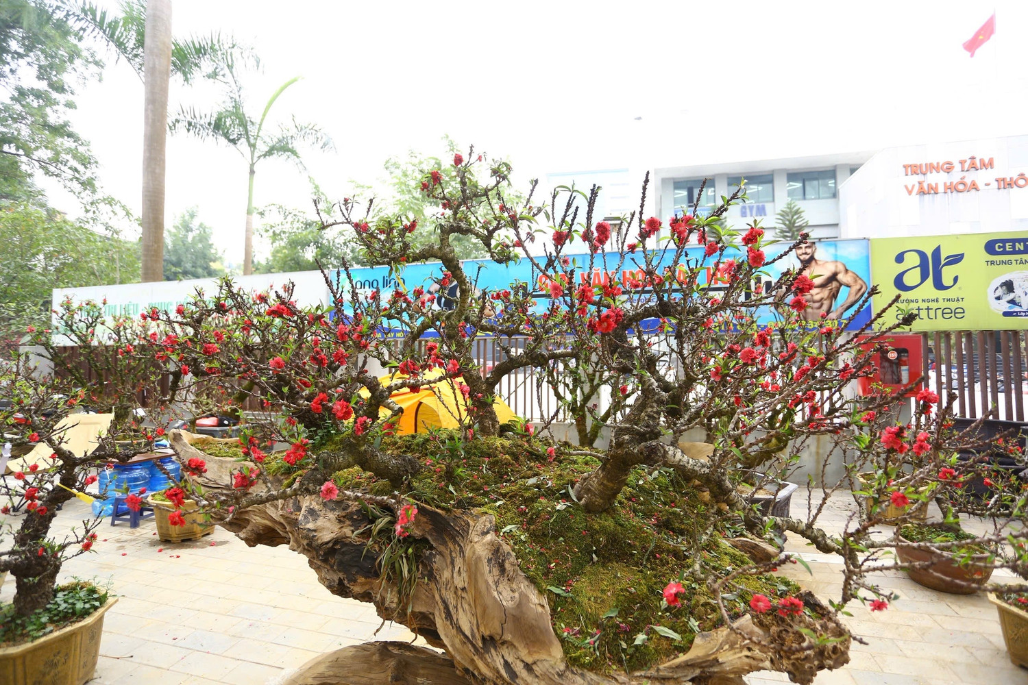 Đào thất thốn xuống phố có giá hàng trăm triệu, phục vụ chơi tết Bính Ngọ - Ảnh 5.