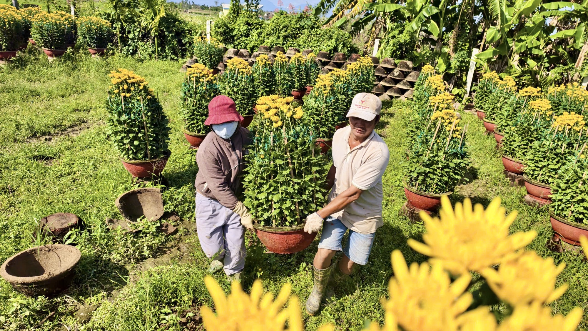 Hoa cúc “nhuộm vàng” làng quê những ngày giáp Tết- Ảnh 12.