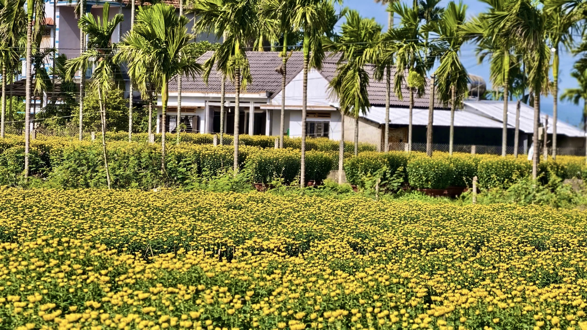 Hoa cúc “nhuộm vàng” làng quê những ngày giáp Tết- Ảnh 13.