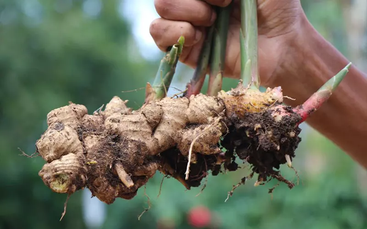 Loại củ dân dã ở Việt Nam có đầy được thế giới ca ngợi "thần dược" phục hồi sau uống rượu - Ảnh 1.