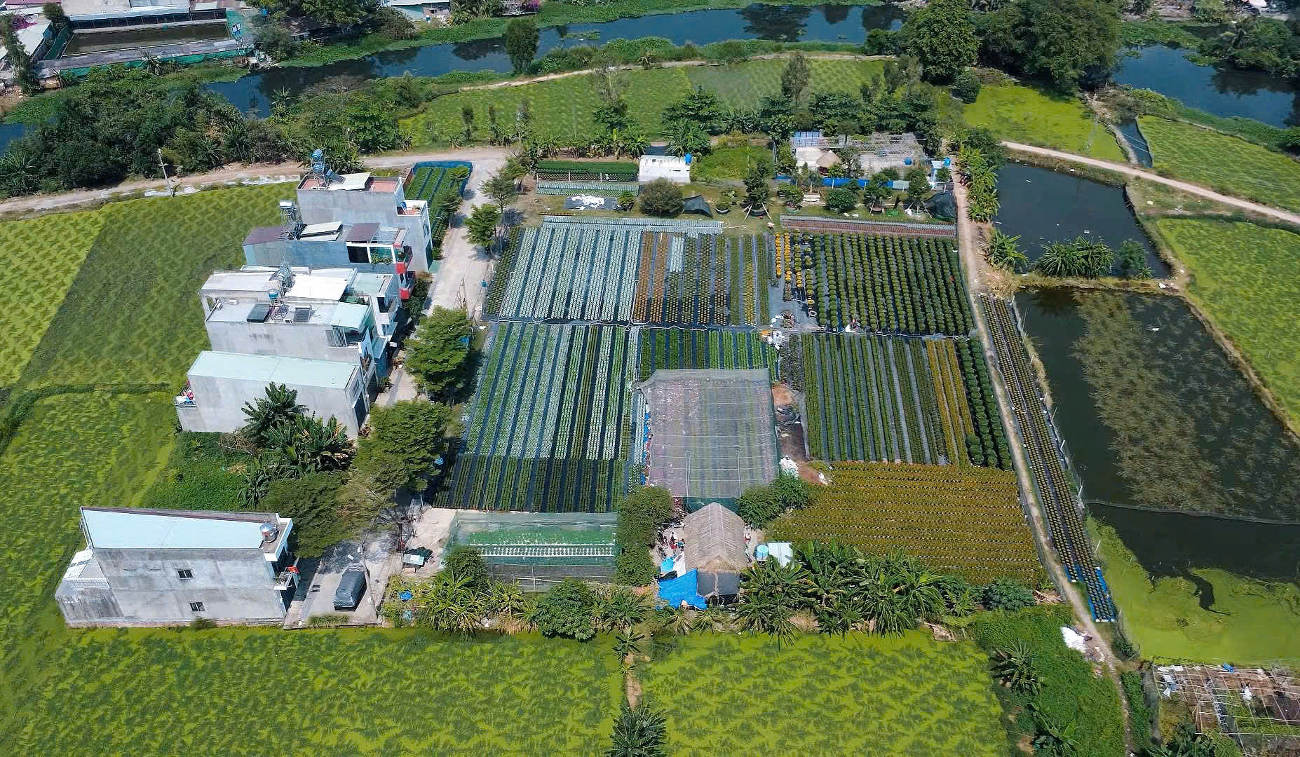 Nh&agrave; vườn Tp.HCM tất bật "chăm hoa, đ&oacute;n xu&acirc;n"- Ảnh 1.