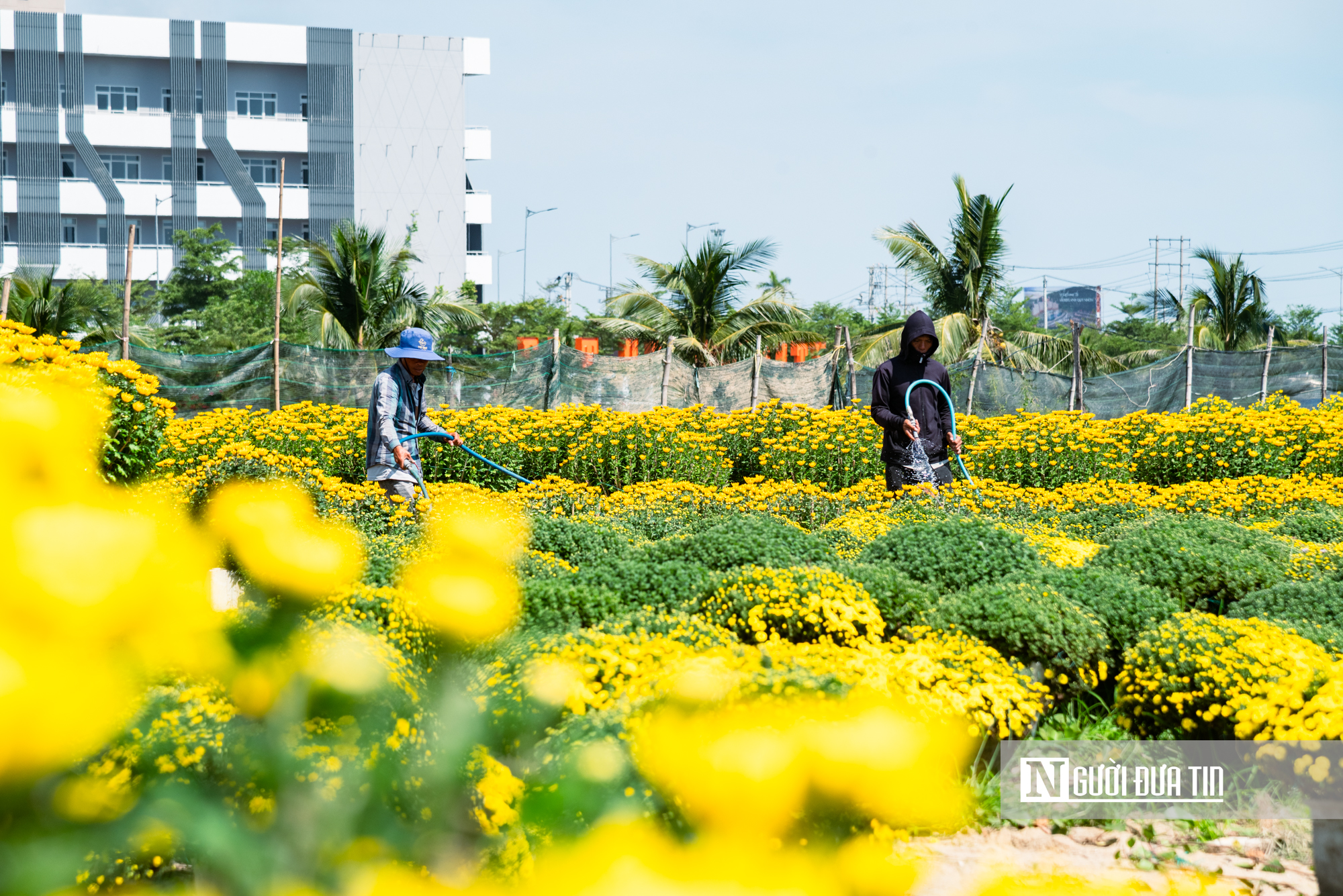 Ngắm c&aacute;nh đồng hoa c&uacute;c v&agrave;ng rực giữa l&ograve;ng phố thị Quy Nhơn - Ảnh 18.