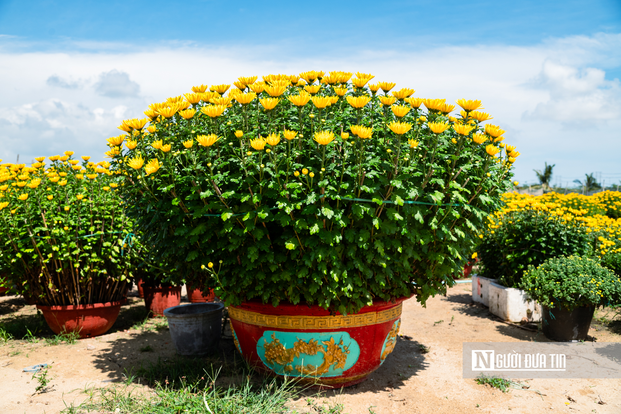 Ngắm c&aacute;nh đồng hoa c&uacute;c v&agrave;ng rực giữa l&ograve;ng phố thị Quy Nhơn - Ảnh 21.