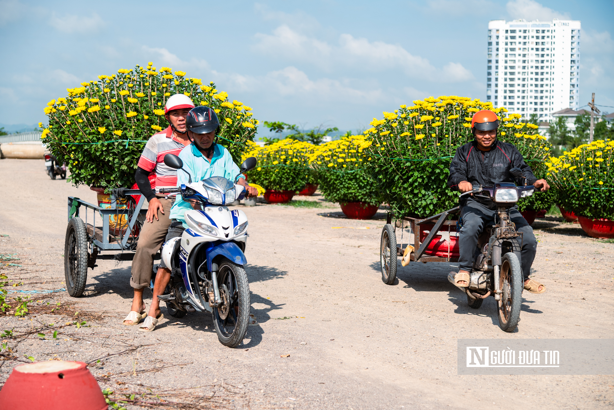 Ngắm c&aacute;nh đồng hoa c&uacute;c v&agrave;ng rực giữa l&ograve;ng phố thị Quy Nhơn - Ảnh 22.