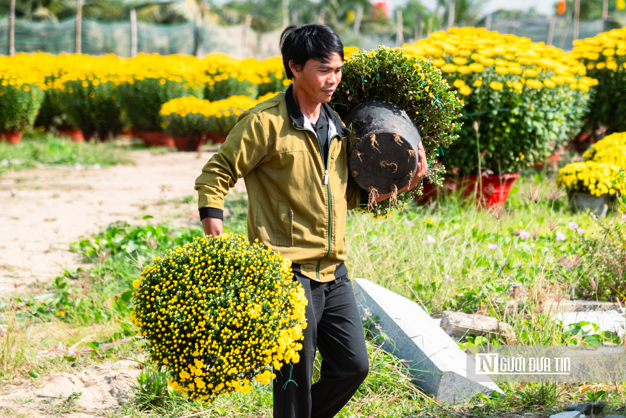 Ngắm c&aacute;nh đồng hoa c&uacute;c v&agrave;ng rực giữa l&ograve;ng phố thị Quy Nhơn - Ảnh 23.