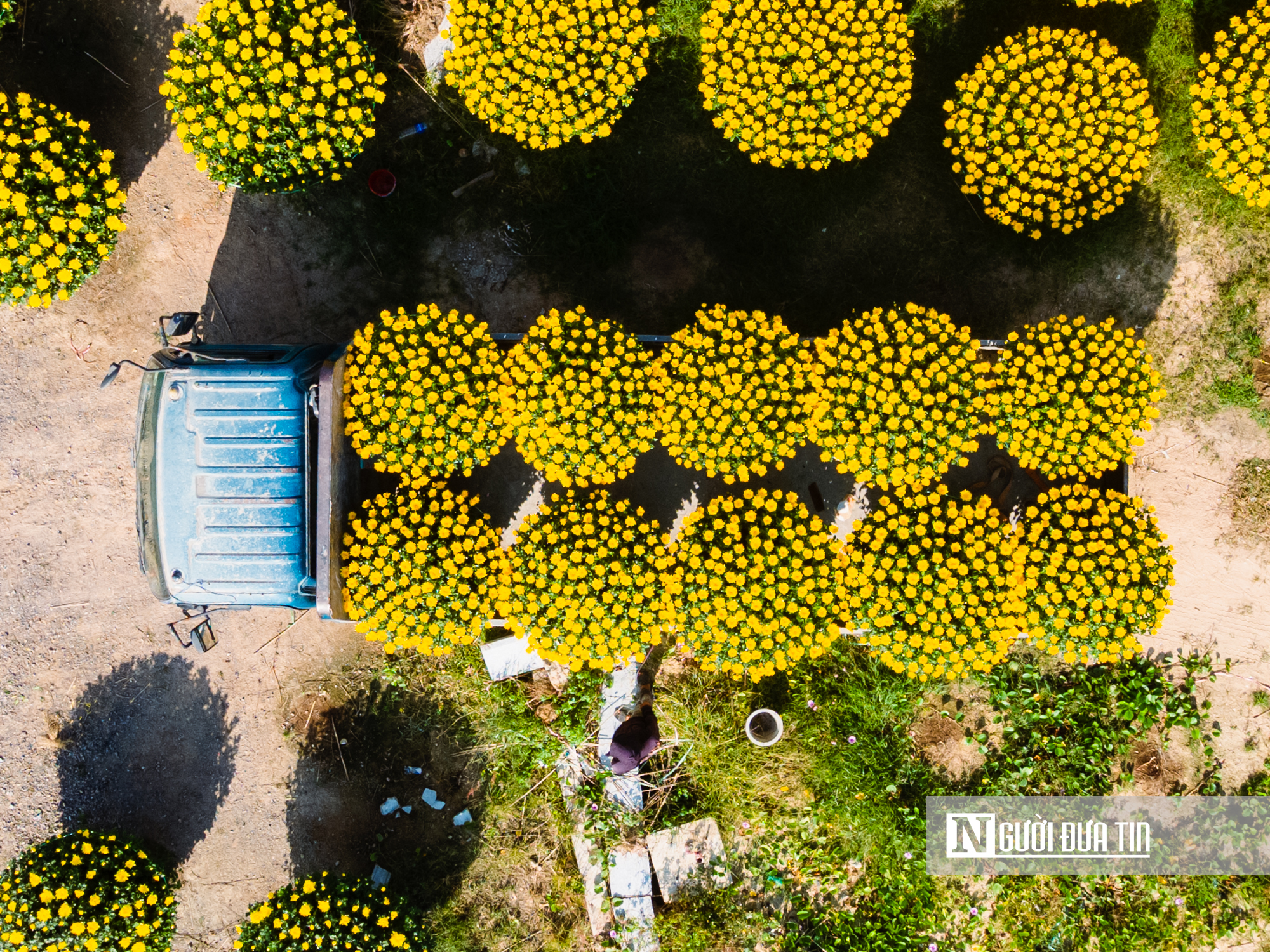Ngắm c&aacute;nh đồng hoa c&uacute;c v&agrave;ng rực giữa l&ograve;ng phố thị Quy Nhơn - Ảnh 24.