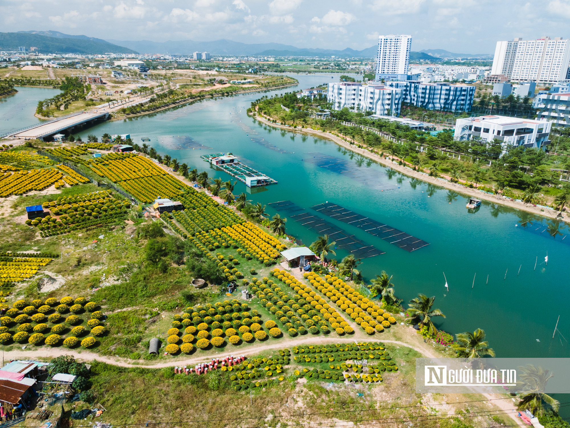 Ngắm c&aacute;nh đồng hoa c&uacute;c v&agrave;ng rực giữa l&ograve;ng phố thị Quy Nhơn - Ảnh 1.