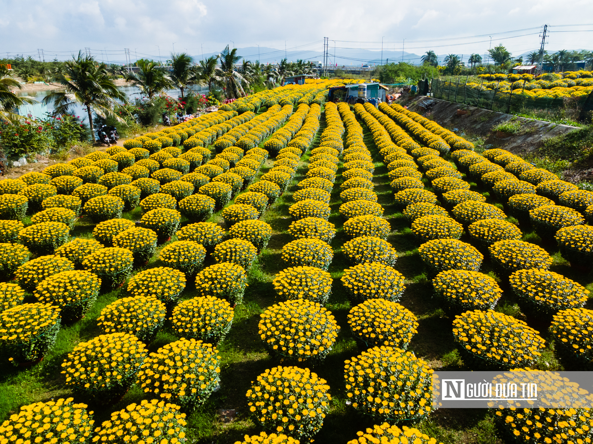 Ngắm c&aacute;nh đồng hoa c&uacute;c v&agrave;ng rực giữa l&ograve;ng phố thị Quy Nhơn - Ảnh 3.