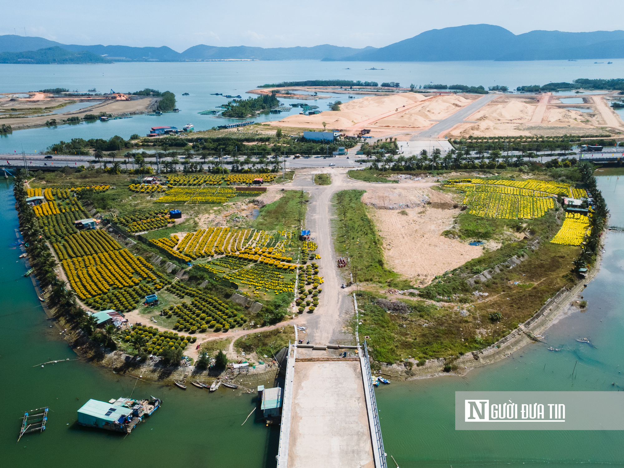 Ngắm c&aacute;nh đồng hoa c&uacute;c v&agrave;ng rực giữa l&ograve;ng phố thị Quy Nhơn - Ảnh 6.