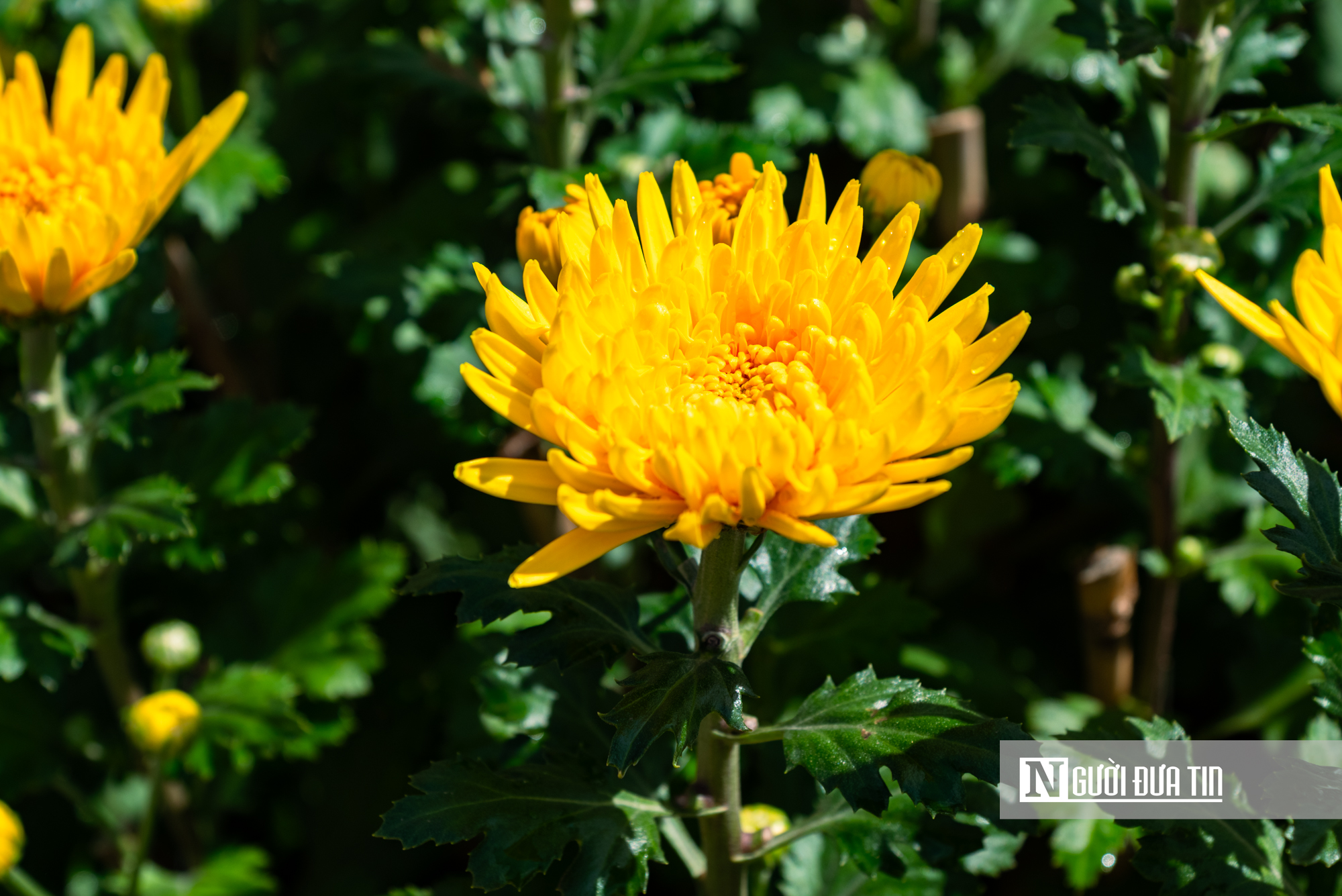 Ngắm c&aacute;nh đồng hoa c&uacute;c v&agrave;ng rực giữa l&ograve;ng phố thị Quy Nhơn - Ảnh 17.