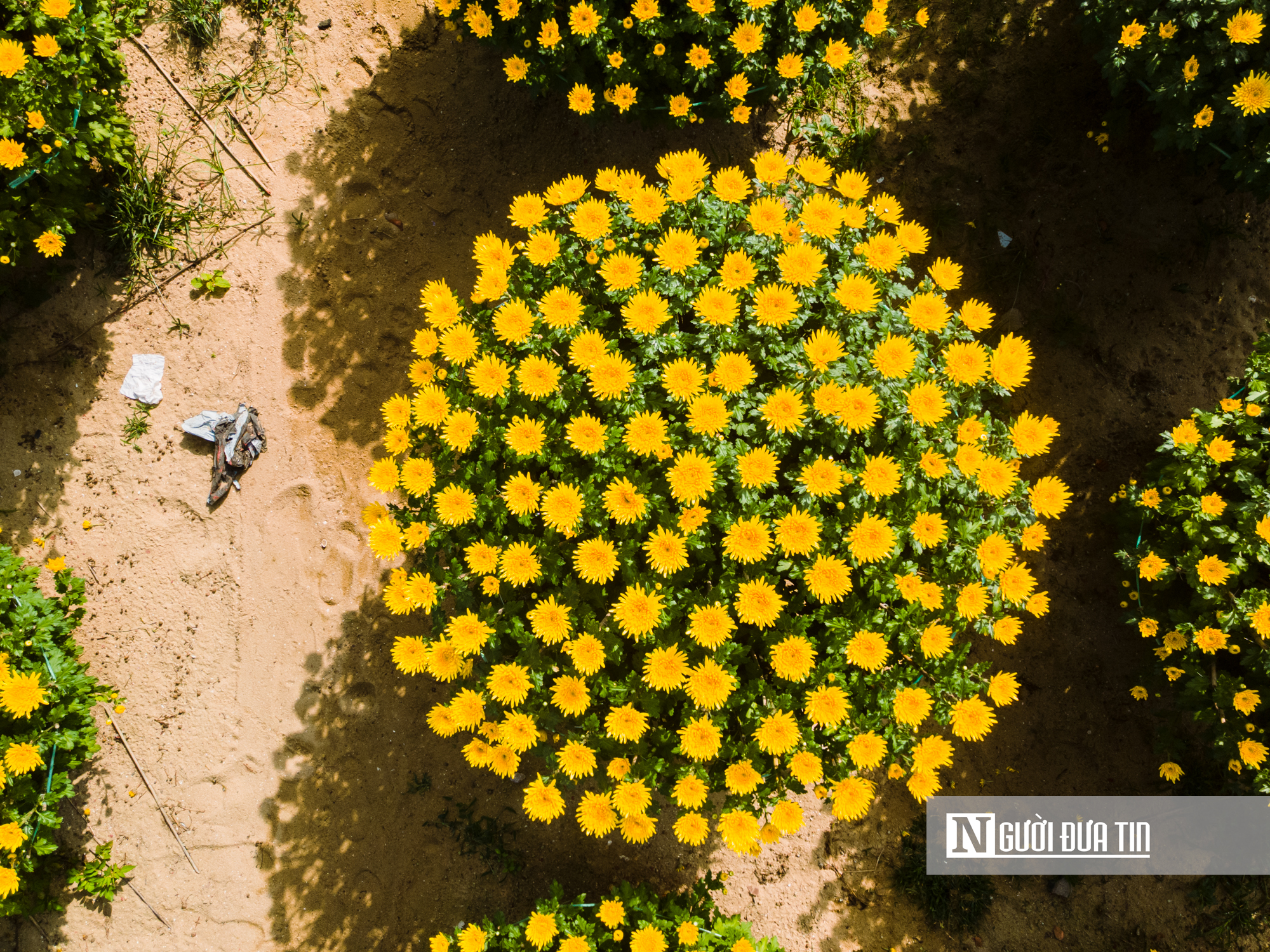 Ngắm c&aacute;nh đồng hoa c&uacute;c v&agrave;ng rực giữa l&ograve;ng phố thị Quy Nhơn - Ảnh 7.