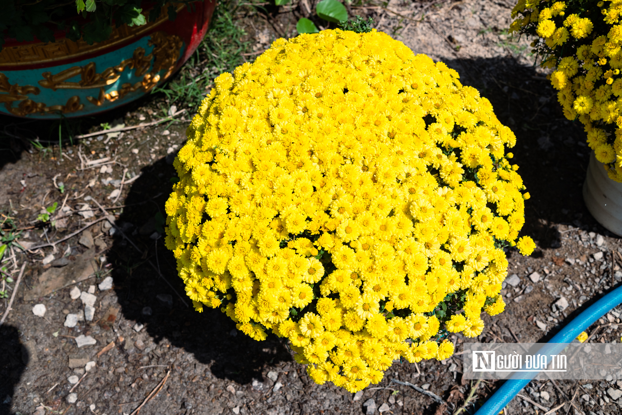 Ngắm c&aacute;nh đồng hoa c&uacute;c v&agrave;ng rực giữa l&ograve;ng phố thị Quy Nhơn - Ảnh 8.