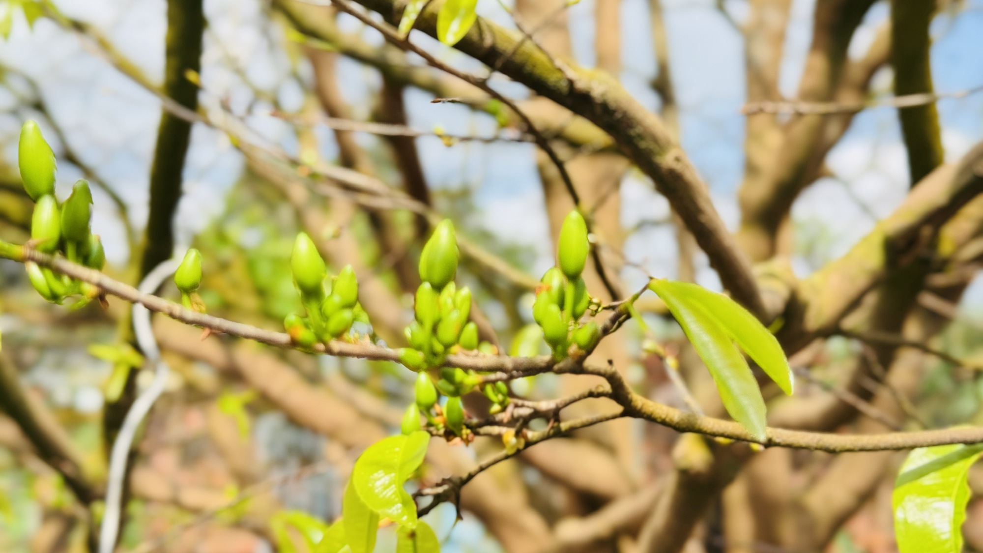 Ngắm c&acirc;y mai v&agrave;ng 70 năm tuổi ở Quảng Ng&atilde;i rao b&aacute;n 3,5 tỷ đồng- Ảnh 5.