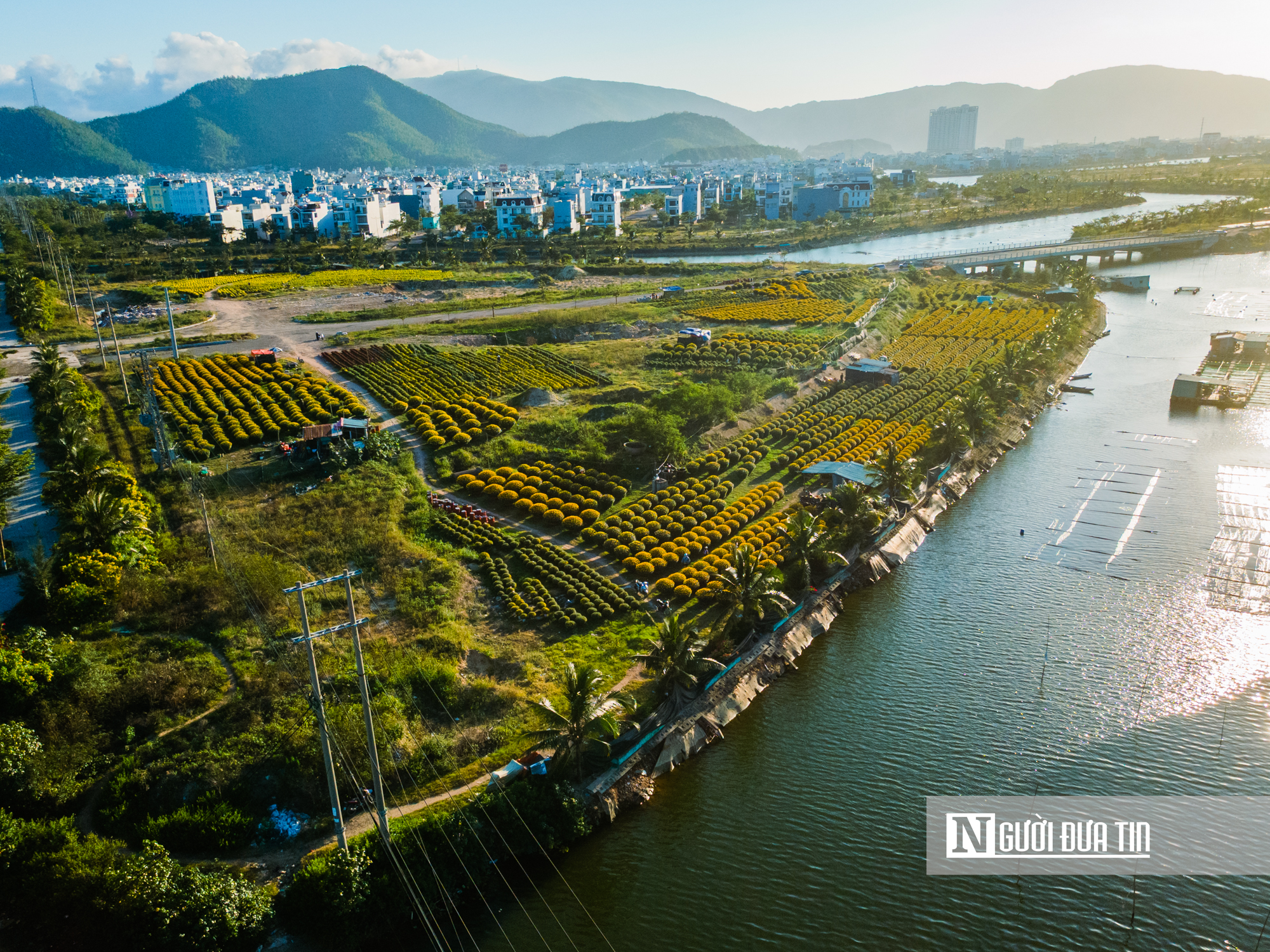 Ngắm c&aacute;nh đồng hoa c&uacute;c v&agrave;ng rực giữa l&ograve;ng phố thị Quy Nhơn - Ảnh 9.