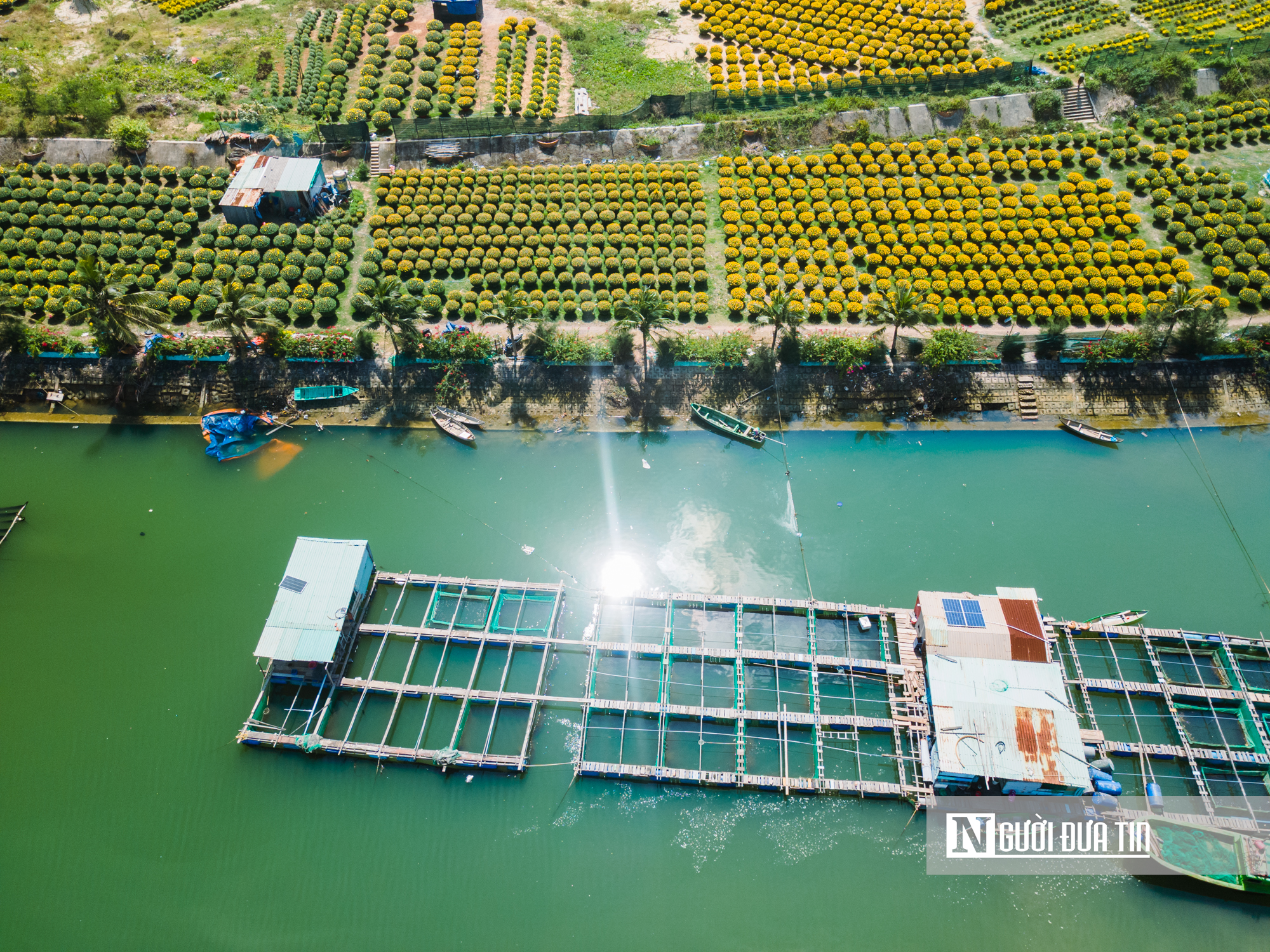 Ngắm c&aacute;nh đồng hoa c&uacute;c v&agrave;ng rực giữa l&ograve;ng phố thị Quy Nhơn - Ảnh 11.