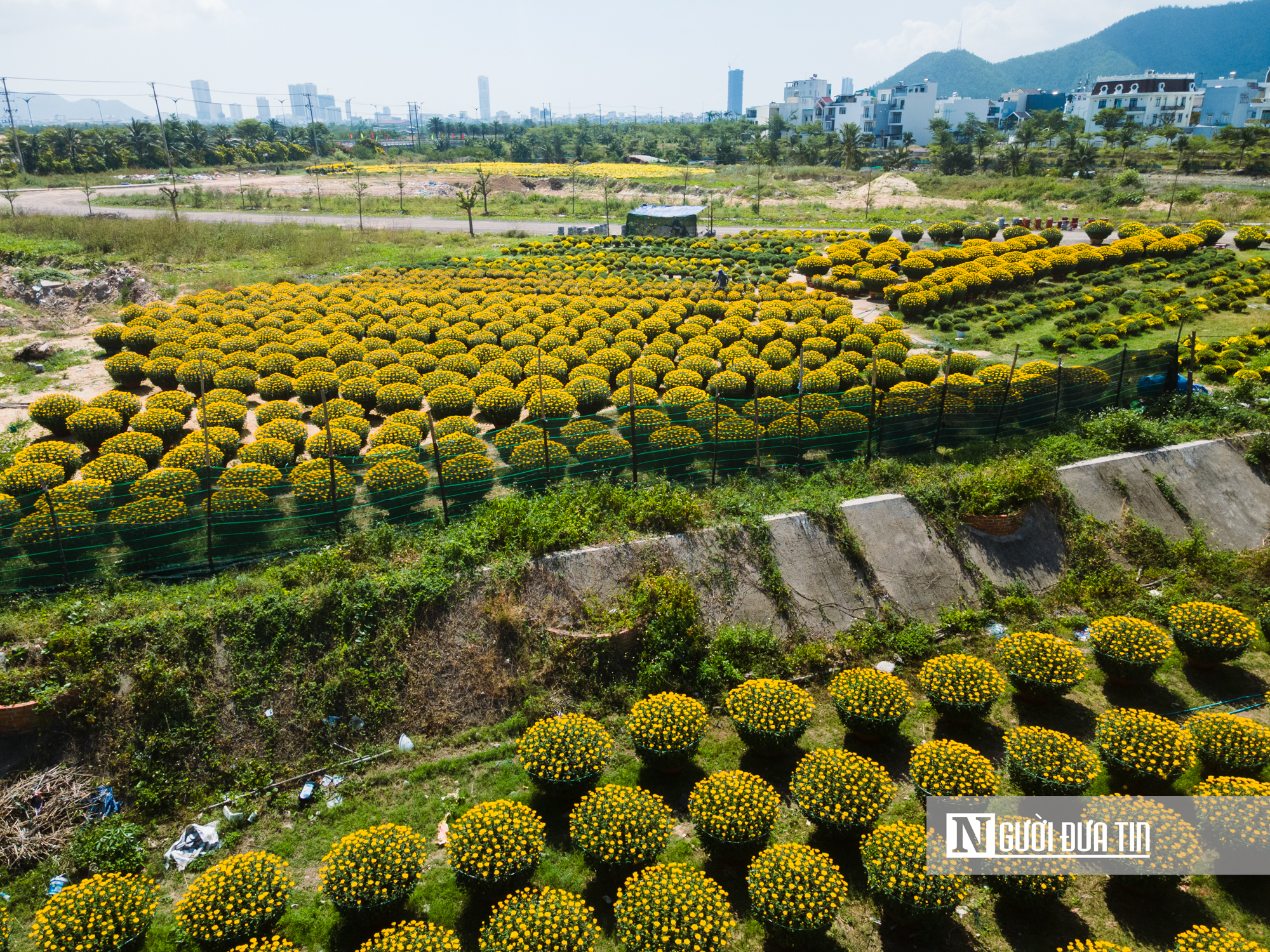 Ngắm c&aacute;nh đồng hoa c&uacute;c v&agrave;ng rực giữa l&ograve;ng phố thị Quy Nhơn - Ảnh 10.