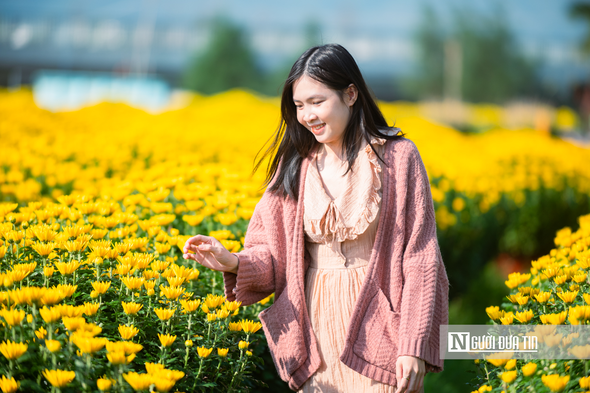 Ngắm c&aacute;nh đồng hoa c&uacute;c v&agrave;ng rực giữa l&ograve;ng phố thị Quy Nhơn - Ảnh 13.