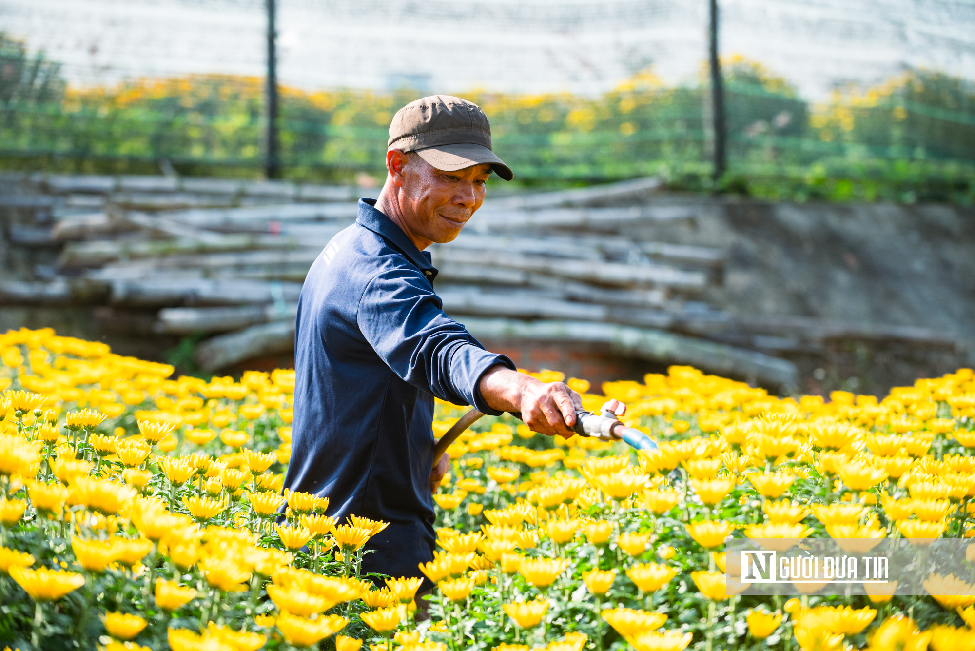 Ngắm c&aacute;nh đồng hoa c&uacute;c v&agrave;ng rực giữa l&ograve;ng phố thị Quy Nhơn - Ảnh 14.