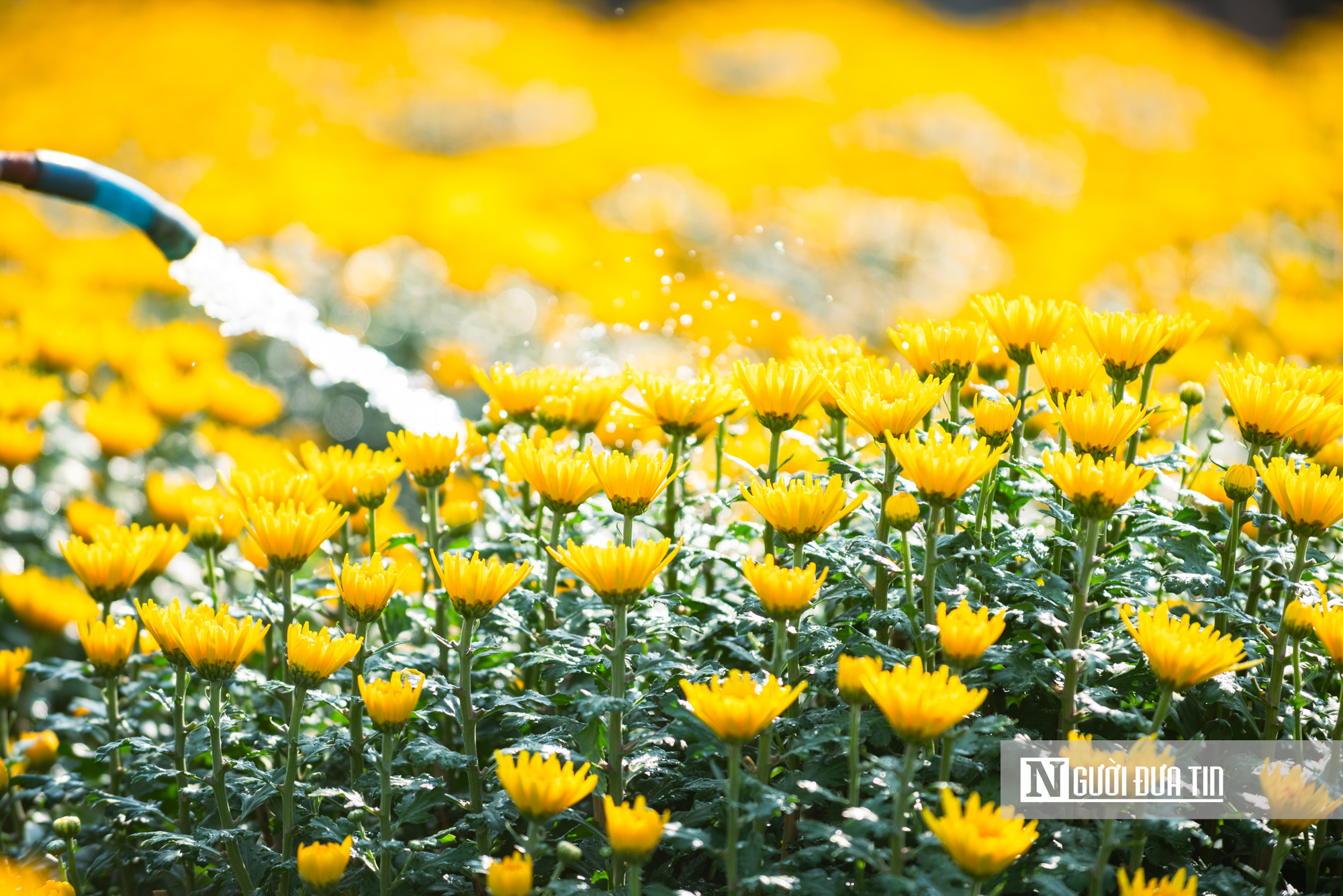 Ngắm c&aacute;nh đồng hoa c&uacute;c v&agrave;ng rực giữa l&ograve;ng phố thị Quy Nhơn - Ảnh 16.