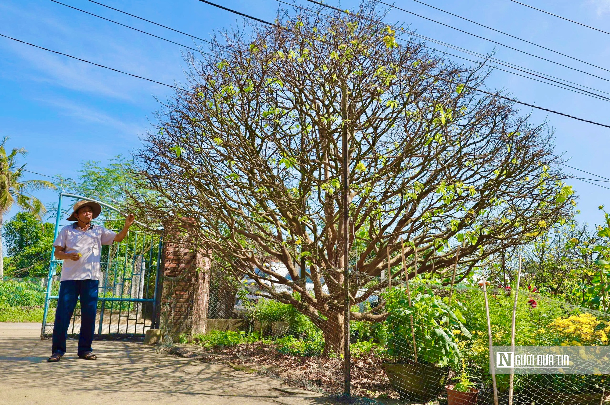 Ngắm c&acirc;y mai v&agrave;ng 70 năm tuổi ở Quảng Ng&atilde;i rao b&aacute;n 3,5 tỷ đồng- Ảnh 1.