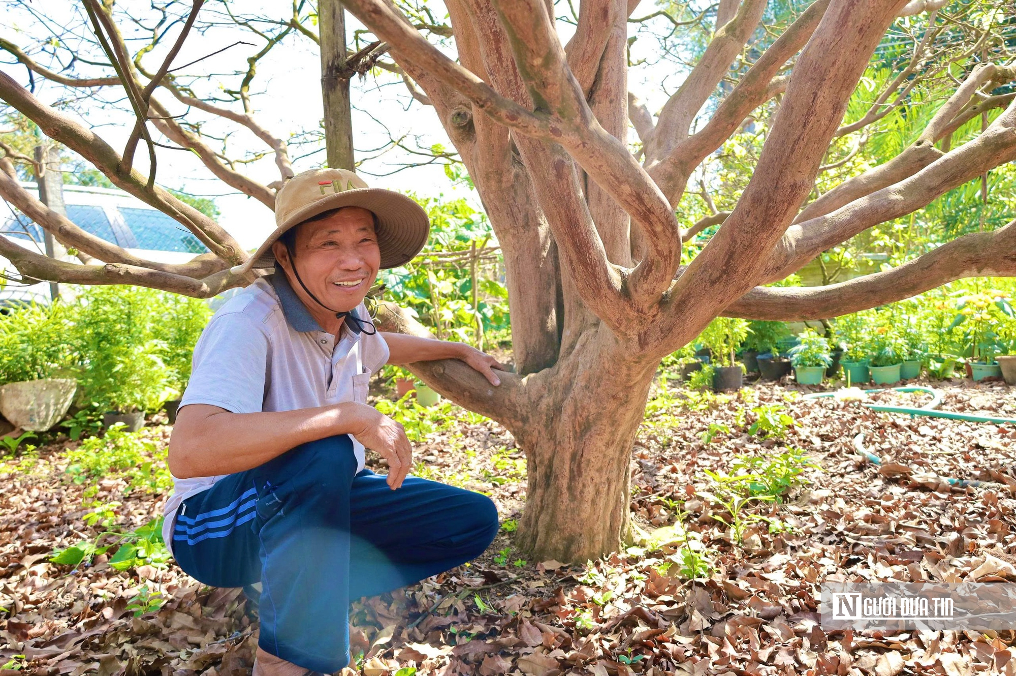 Ngắm c&acirc;y mai v&agrave;ng 70 năm tuổi ở Quảng Ng&atilde;i rao b&aacute;n 3,5 tỷ đồng- Ảnh 2.