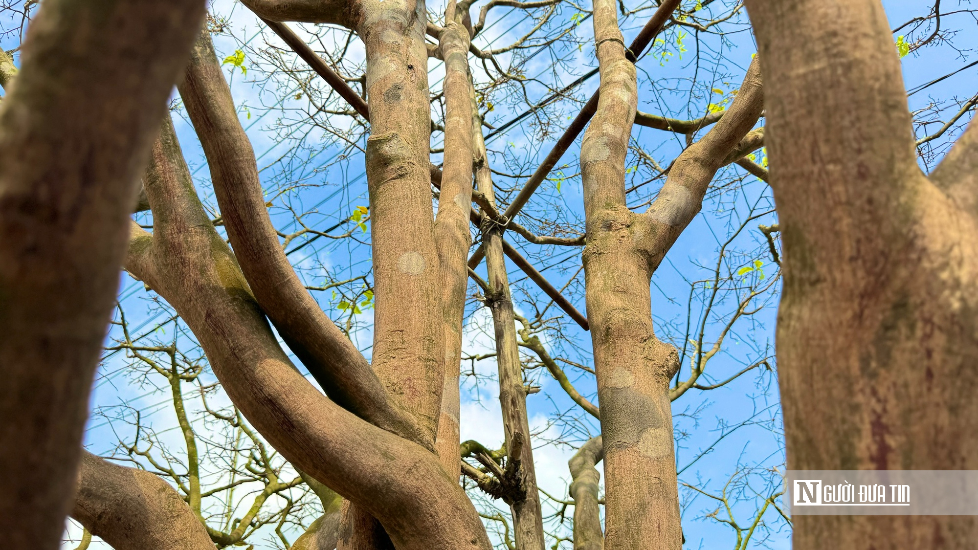 Ngắm c&acirc;y mai v&agrave;ng 70 năm tuổi ở Quảng Ng&atilde;i rao b&aacute;n 3,5 tỷ đồng- Ảnh 3.