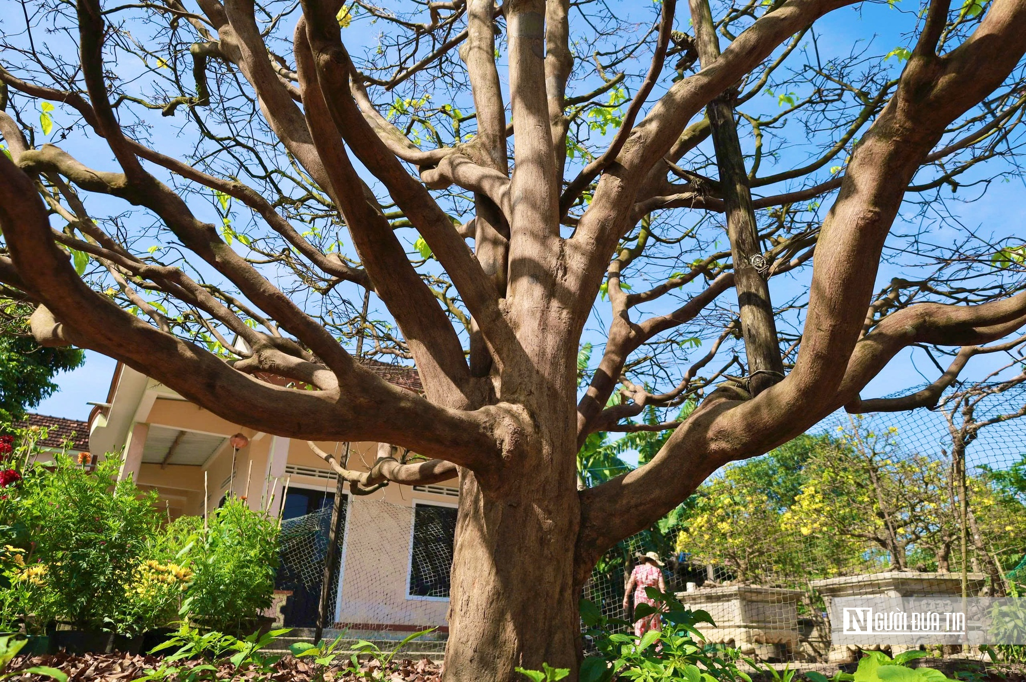 Ngắm c&acirc;y mai v&agrave;ng 70 năm tuổi ở Quảng Ng&atilde;i rao b&aacute;n 3,5 tỷ đồng- Ảnh 8.