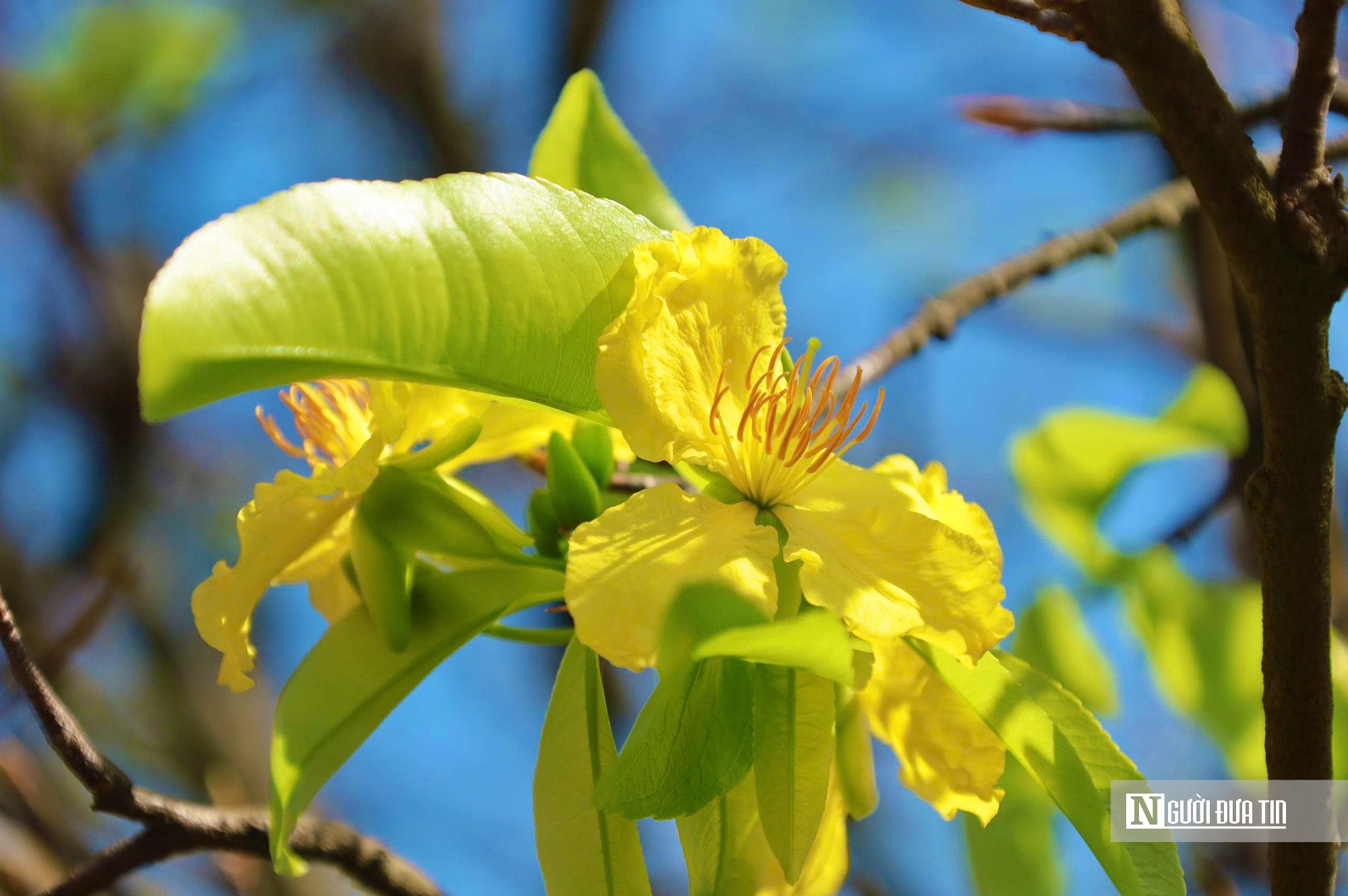 Ngắm c&acirc;y mai v&agrave;ng 70 năm tuổi ở Quảng Ng&atilde;i rao b&aacute;n 3,5 tỷ đồng- Ảnh 9.