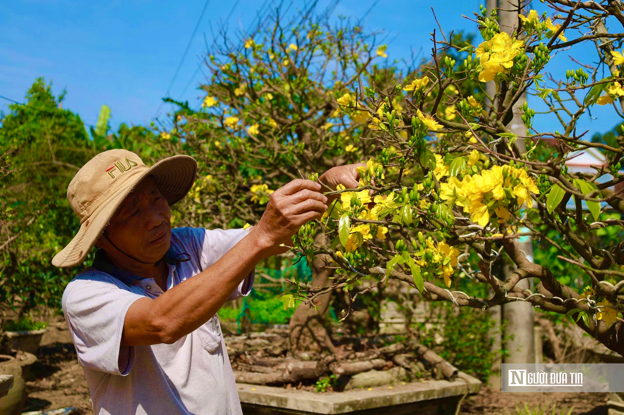Ngắm c&acirc;y mai v&agrave;ng 70 năm tuổi ở Quảng Ng&atilde;i rao b&aacute;n 3,5 tỷ đồng- Ảnh 10.