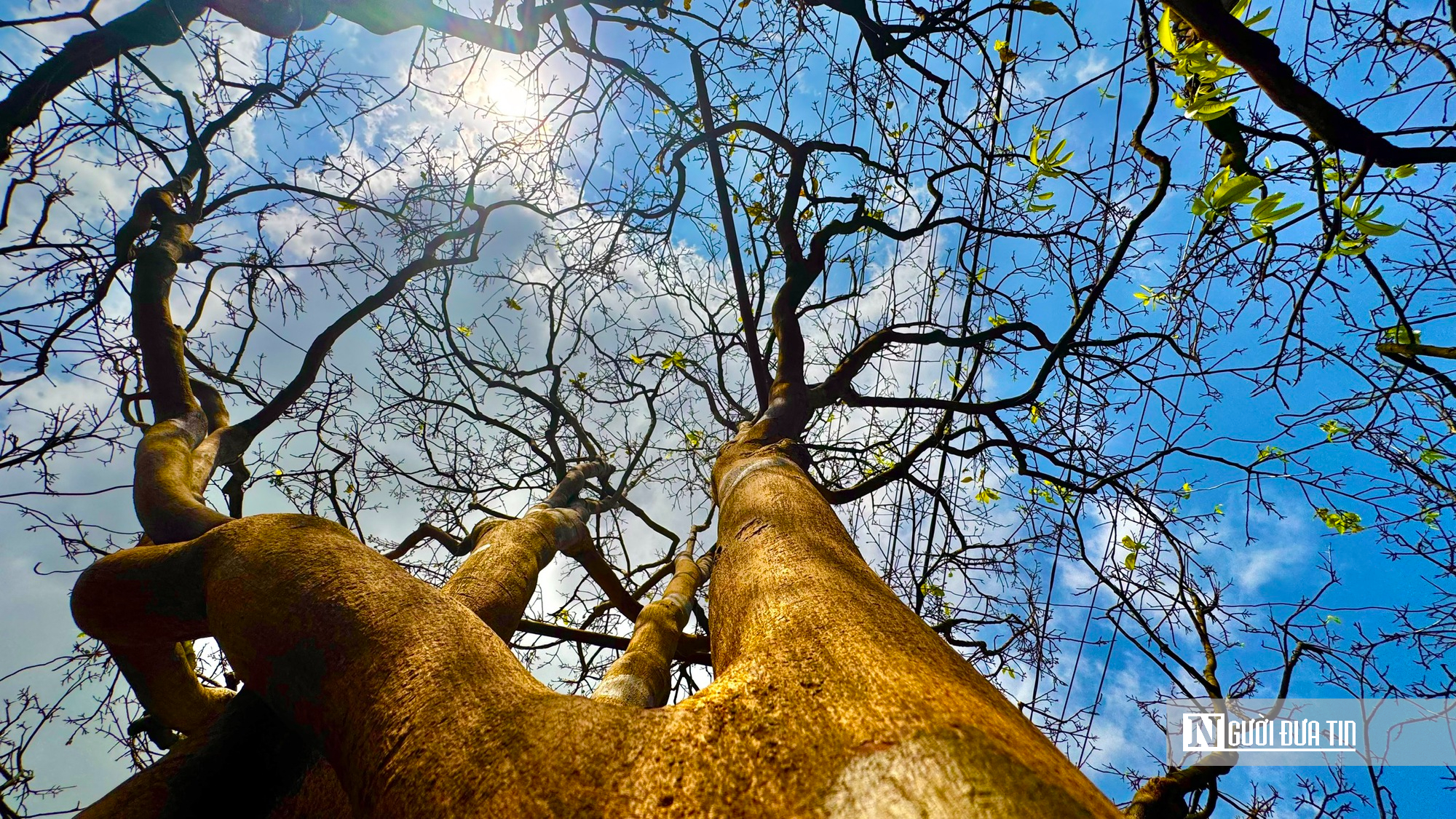 Ngắm c&acirc;y mai v&agrave;ng 70 năm tuổi ở Quảng Ng&atilde;i rao b&aacute;n 3,5 tỷ đồng- Ảnh 11.