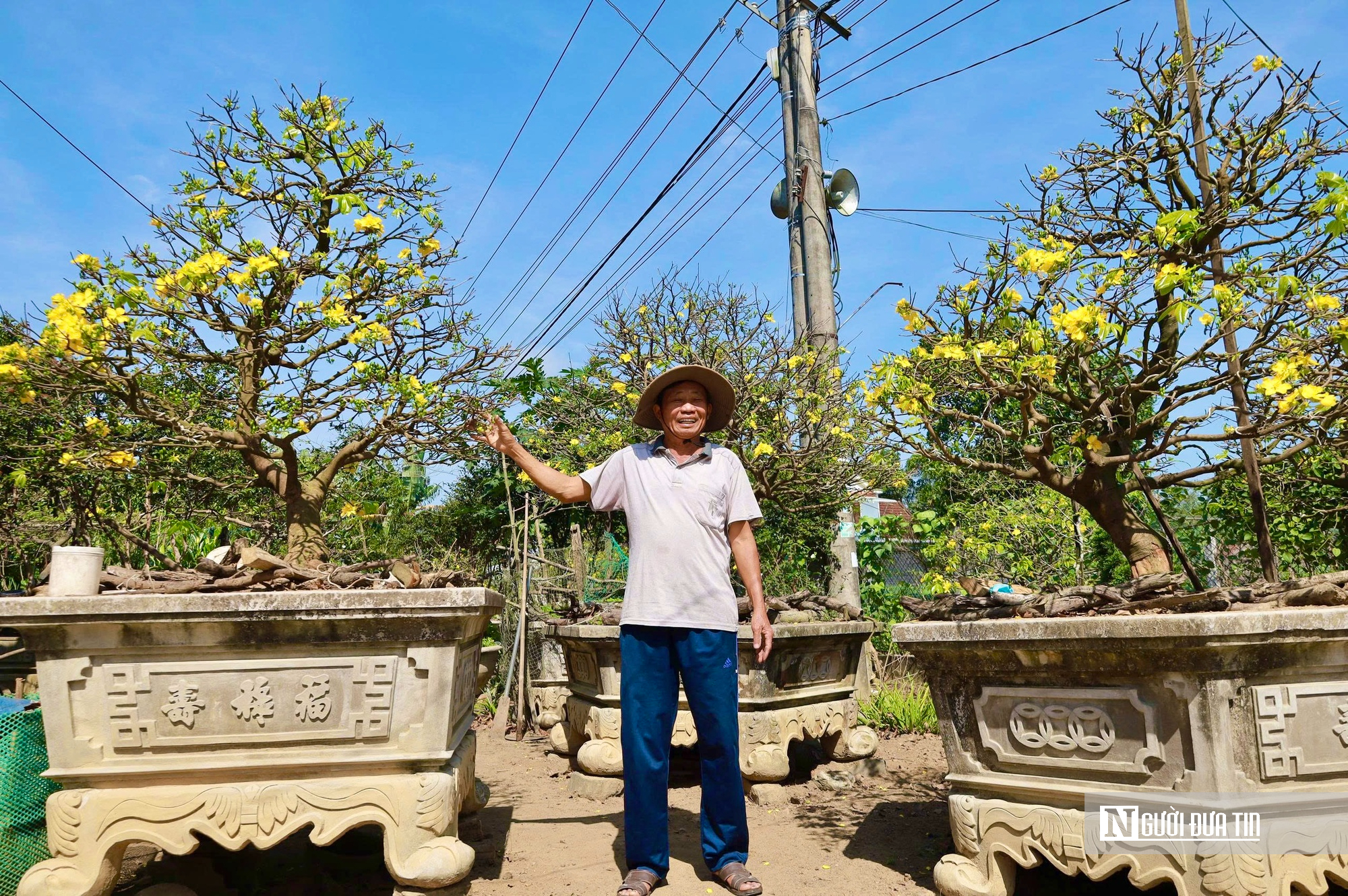 Ngắm c&acirc;y mai v&agrave;ng 70 năm tuổi ở Quảng Ng&atilde;i rao b&aacute;n 3,5 tỷ đồng- Ảnh 12.