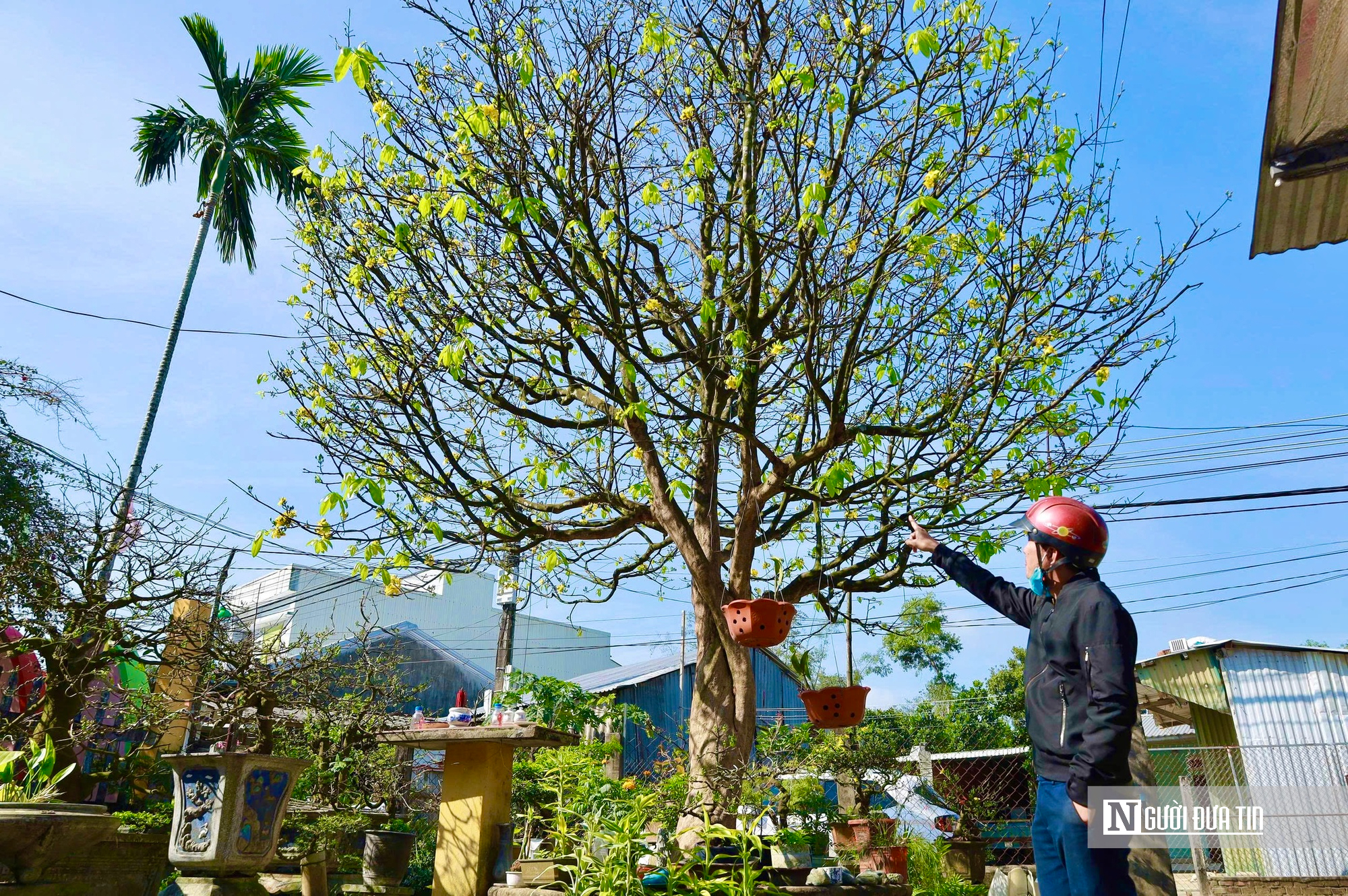 Ngắm c&acirc;y mai v&agrave;ng 70 năm tuổi ở Quảng Ng&atilde;i rao b&aacute;n 3,5 tỷ đồng- Ảnh 13.