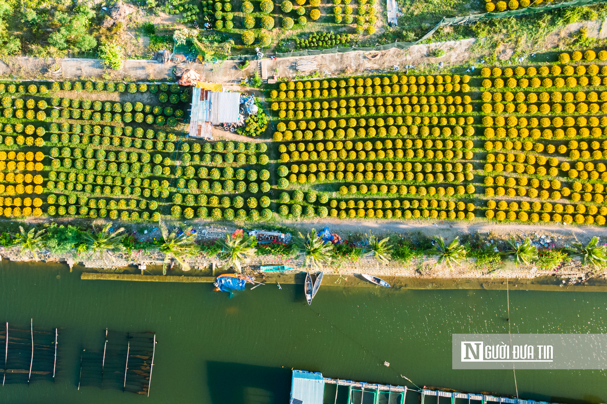 Ngắm c&aacute;nh đồng hoa c&uacute;c v&agrave;ng rực giữa l&ograve;ng phố thị Quy Nhơn - Ảnh 12.