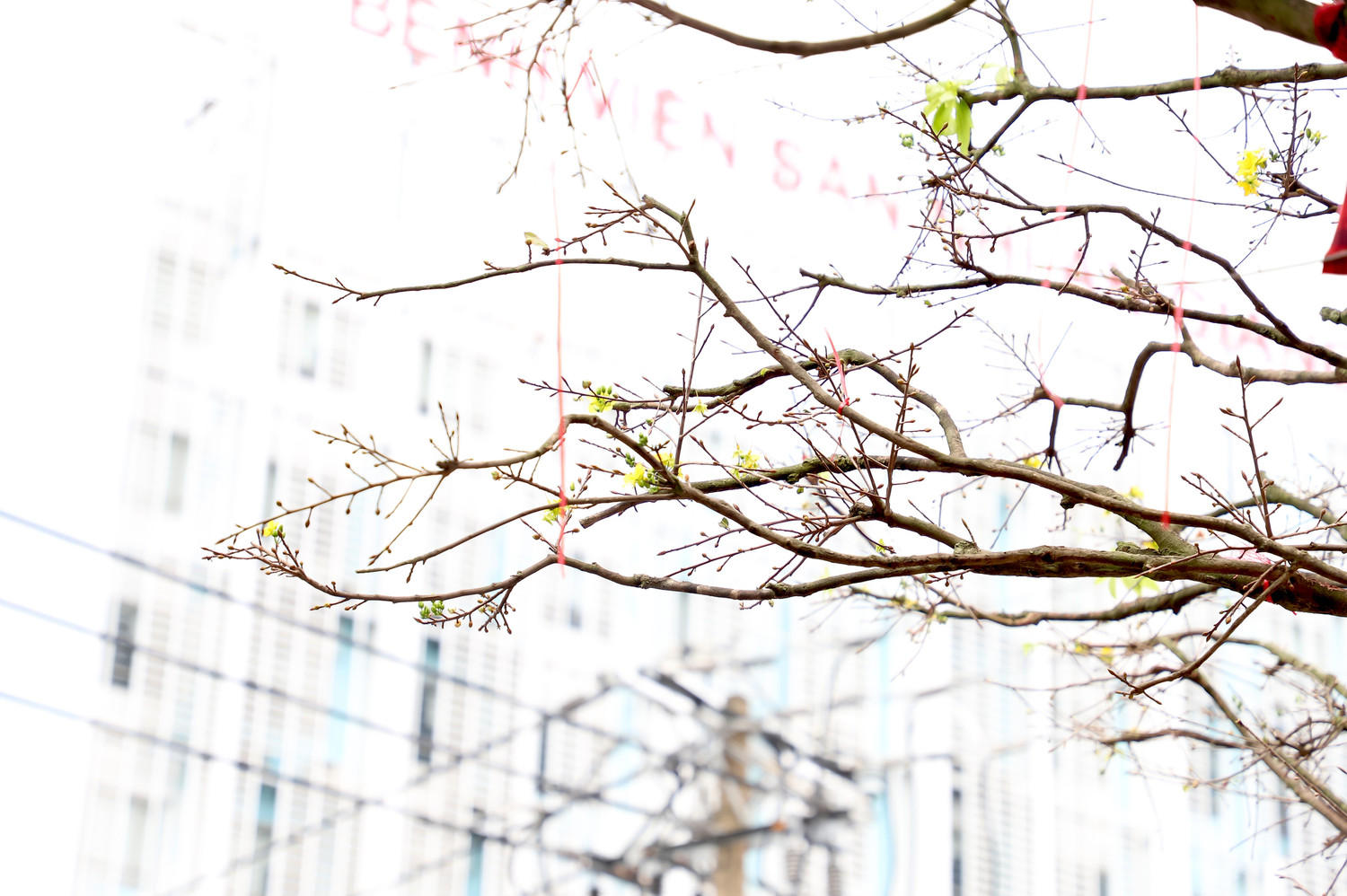 Cây mai "khủng" cao hơn 5m được rao bán với giá 3,7 tỷ đồng - Ảnh 5.