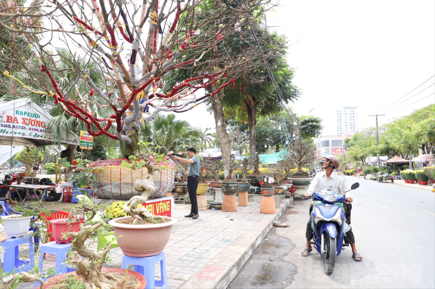 Cây mai "khủng" cao hơn 5m được rao bán với giá 3,7 tỷ đồng - Ảnh 1.