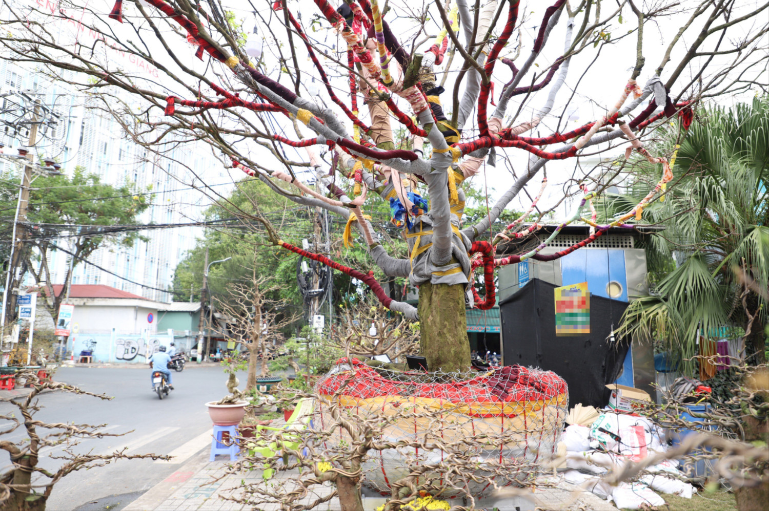 Cây mai "khủng" cao hơn 5m được rao bán với giá 3,7 tỷ đồng - Ảnh 4.