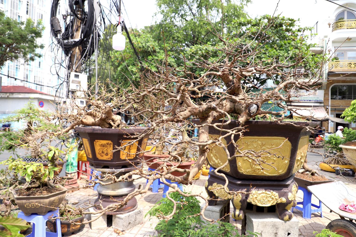 Cây mai "khủng" cao hơn 5m được rao bán với giá 3,7 tỷ đồng - Ảnh 7.