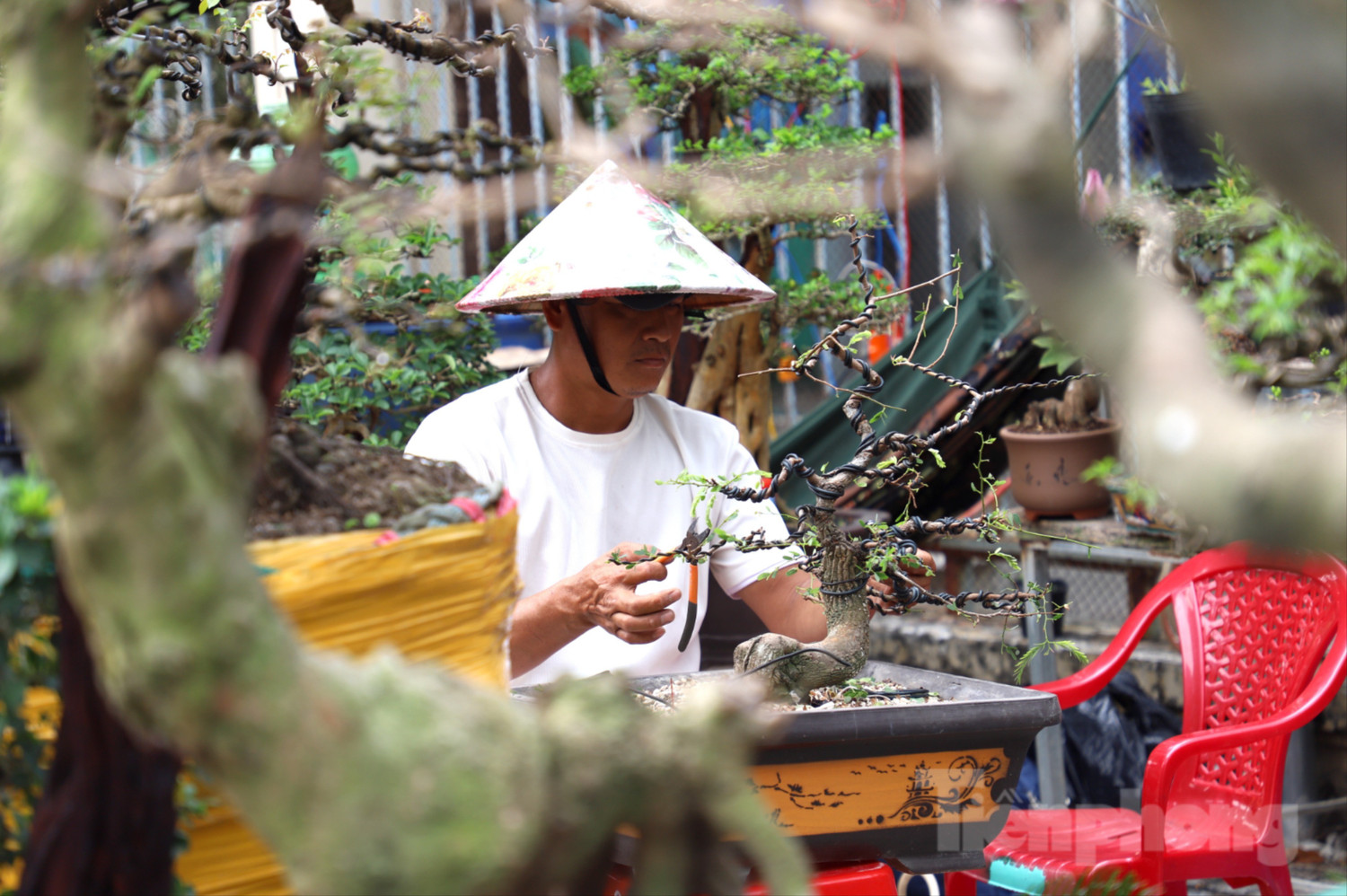 Cây mai "khủng" cao hơn 5m được rao bán với giá 3,7 tỷ đồng - Ảnh 6.