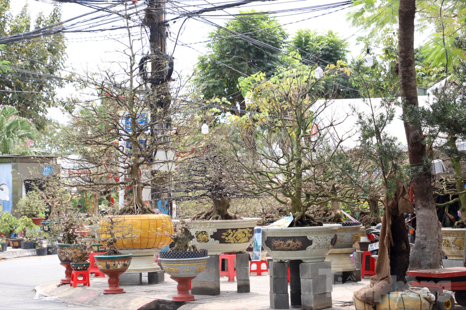 Cây mai "khủng" cao hơn 5m được rao bán với giá 3,7 tỷ đồng - Ảnh 8.