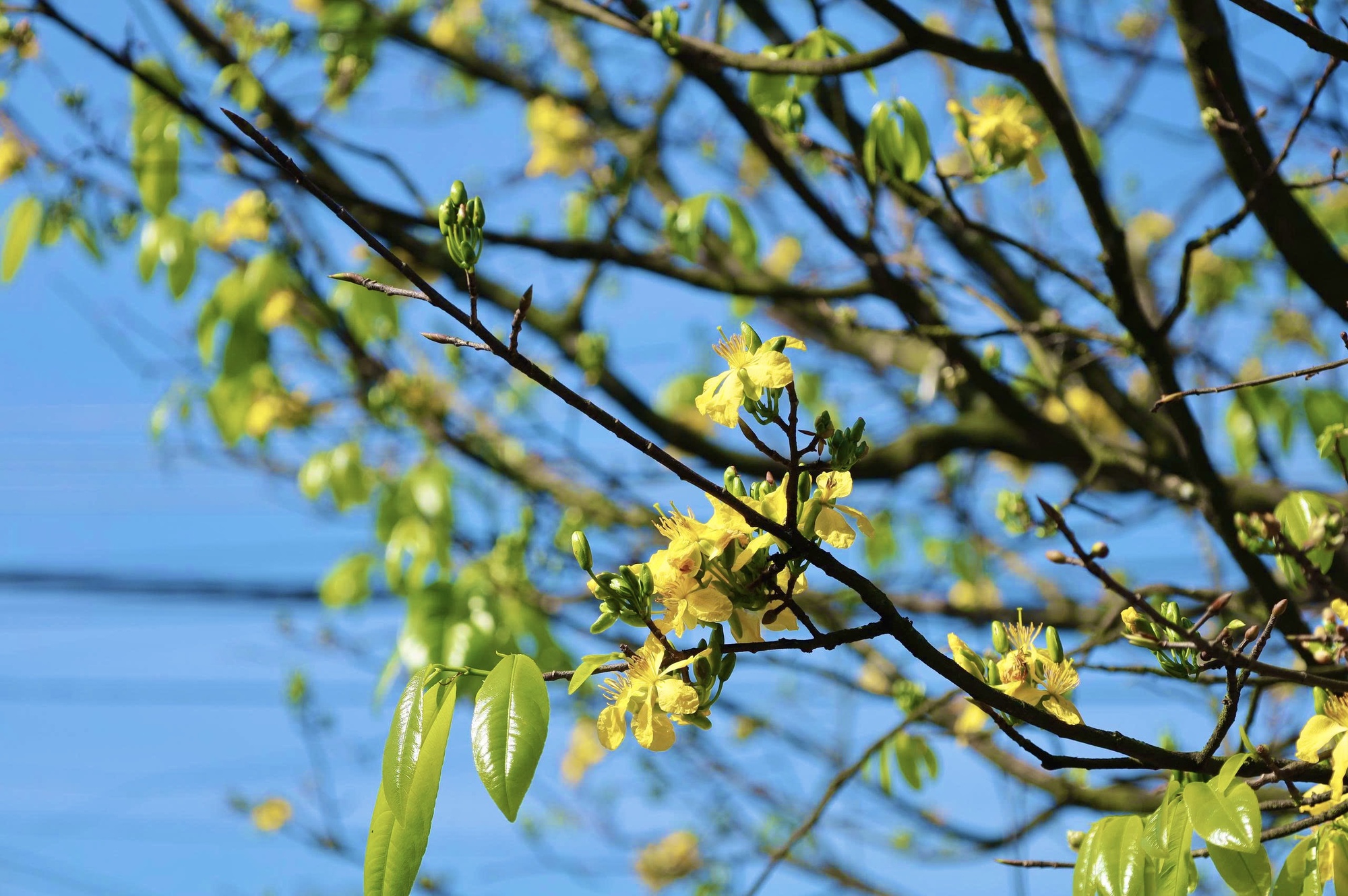 Ngắm c&acirc;y mai v&agrave;ng 70 năm tuổi ở Quảng Ng&atilde;i rao b&aacute;n 3,5 tỷ đồng- Ảnh 16.