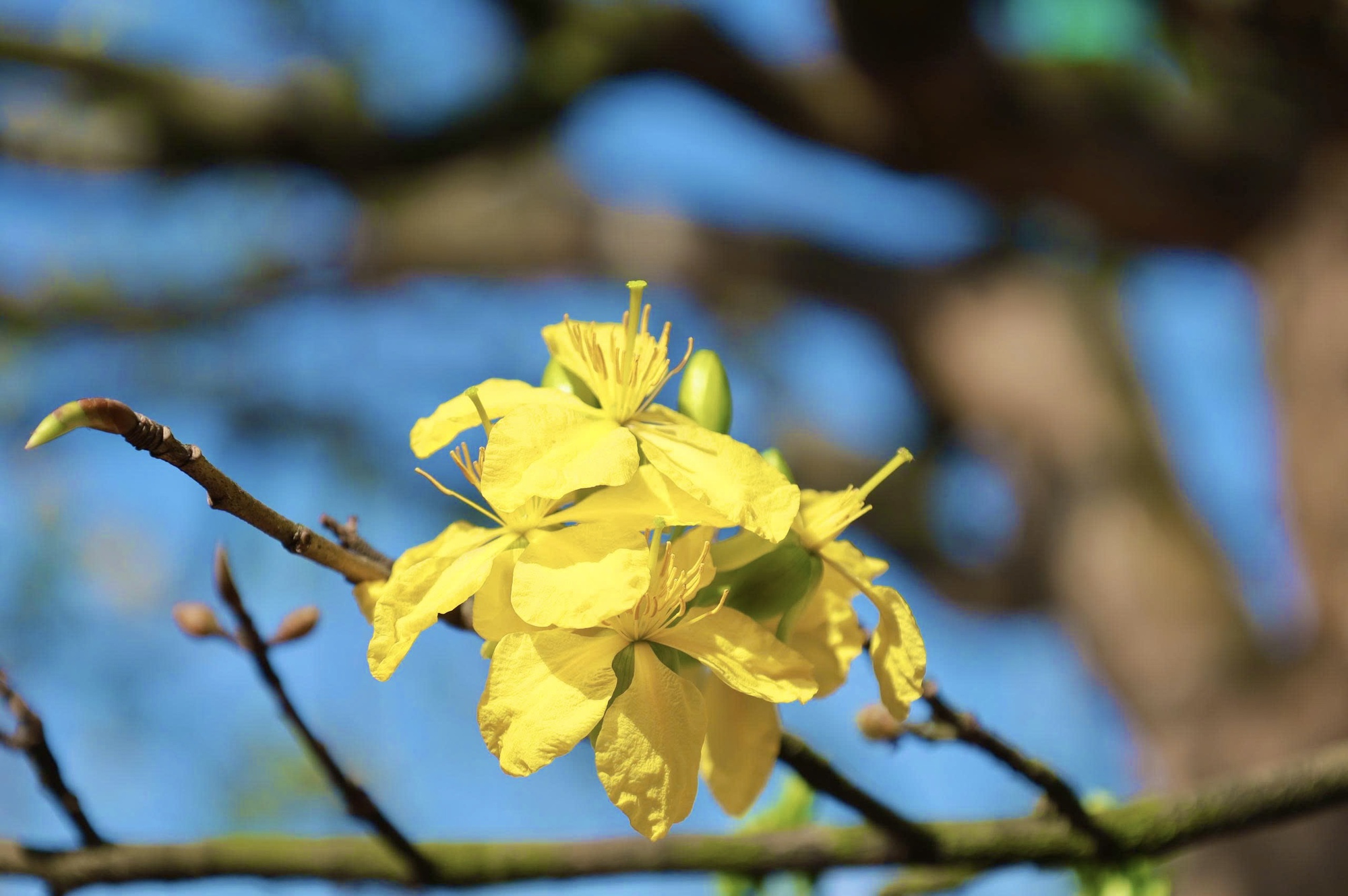 Ngắm c&acirc;y mai v&agrave;ng 70 năm tuổi ở Quảng Ng&atilde;i rao b&aacute;n 3,5 tỷ đồng- Ảnh 6.