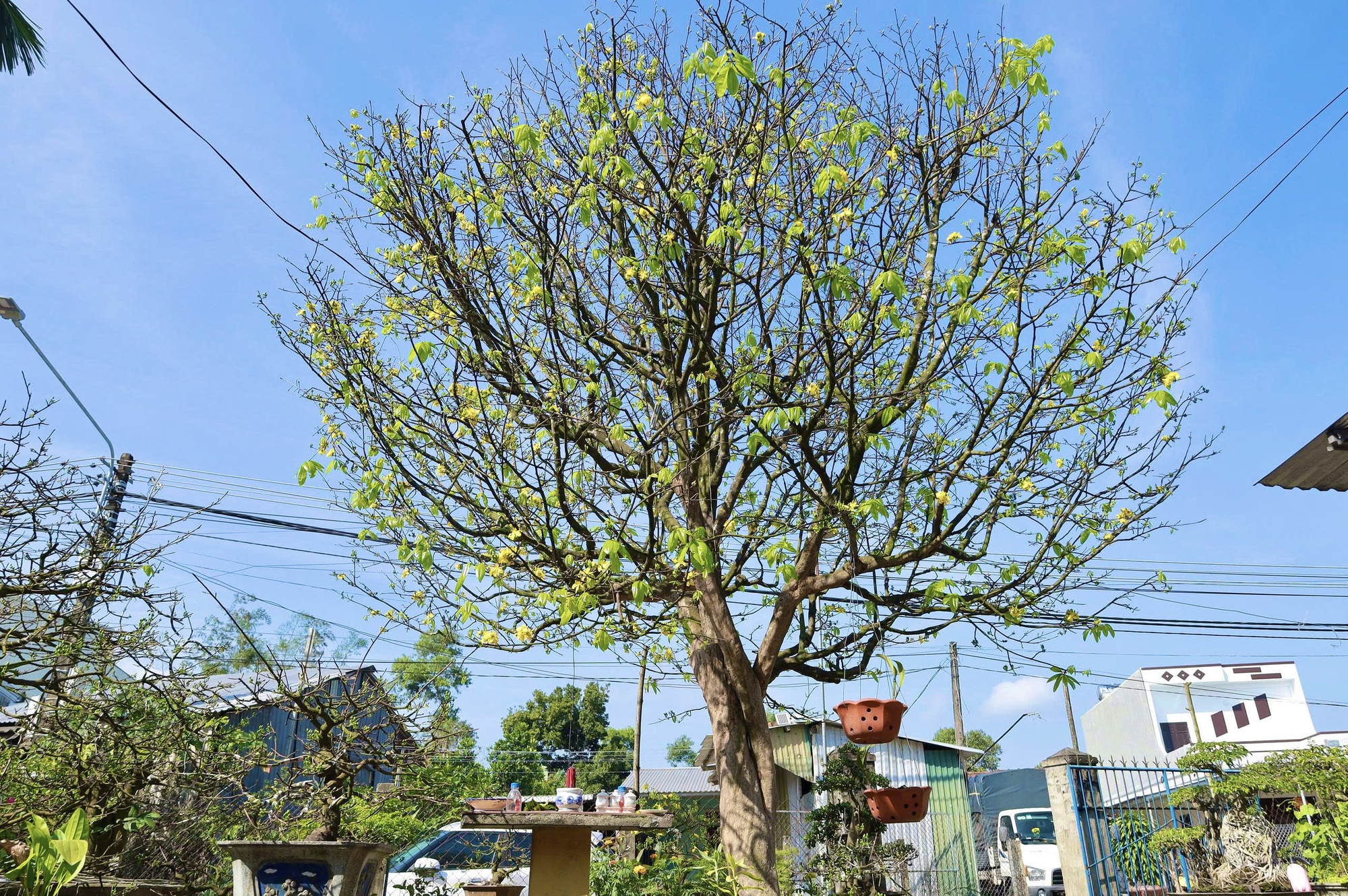 Ngắm c&acirc;y mai v&agrave;ng 70 năm tuổi ở Quảng Ng&atilde;i rao b&aacute;n 3,5 tỷ đồng- Ảnh 14.