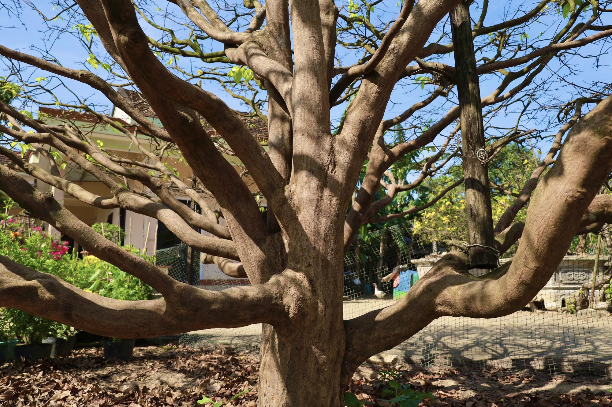 Ngắm c&acirc;y mai v&agrave;ng 70 năm tuổi ở Quảng Ng&atilde;i rao b&aacute;n 3,5 tỷ đồng- Ảnh 4.