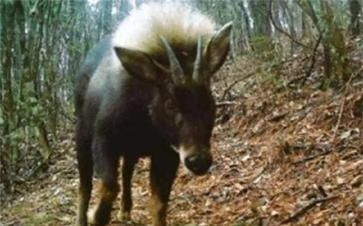 Loài vật quý hiếm bậc nhất hành tinh, tuyệt chủng 500.000 năm bỗng tái xuất khiến giới khoa học ngỡ ngàng- Ảnh 3.