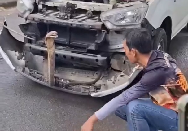 Bắt sống rắn hổ mang ch&uacute;a khổng lồ ẩn nấp trong xe &ocirc; t&ocirc; - Ảnh 1.